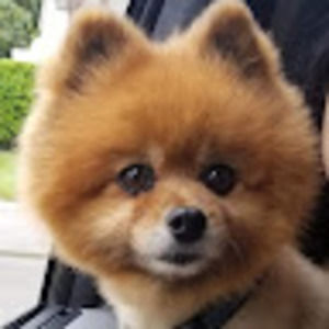 Meet your Posher, Claudia